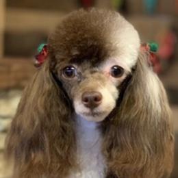 Poppy - Poodle