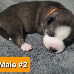 Siberian Husky Puppies from Sunrise Siberians