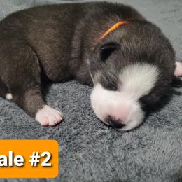 Siberian Husky Puppies from Sunrise Siberians