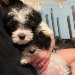 Oreo - Black and white male Coton de Tulear puppy in Woodstock, Georgia from Early Bird Kennels