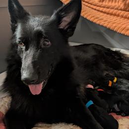 German Shepherd puppies from Von Nikolaos German Shepherds