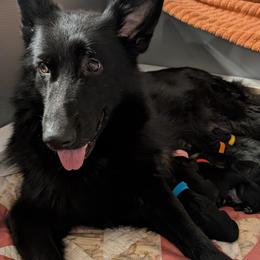 German Shepherd puppies from Von Nikolaos German Shepherds