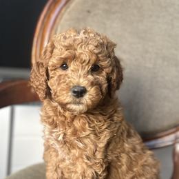 Goldendoodles from Cotton Pickin' Doodles