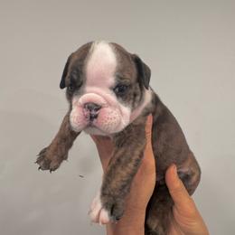 Meatball - Brindle male Bulldog puppy in Dix Hills, New York from Mansi Bulldogs