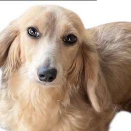 Chicory - Dachshund