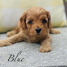 Blue - Red male Cavapoo puppy in Coal City, Indiana from Wednesday & Co