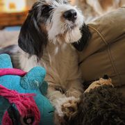 Grand Basset Griffon Vendeen Puppies from Straylight GBGV