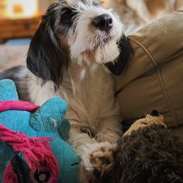 Grand Basset Griffon Vendeen Puppies from Straylight GBGV