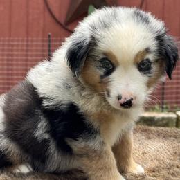 Neville - Blue merle male Miniature Australian Shepherd puppy in Williamson County, Texas from Raising Star Ranch Toy and Mini Aussies