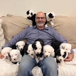 Male Pet Placement 1 - Gray and white male Old English Sheepdog puppy in Tulsa, Oklahoma from Yadah Sheepdogs