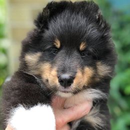 Shetland Sheepdogs from Idlewild Shetland Sheepdogs