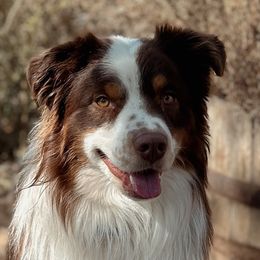 Bennie - Australian Shepherd