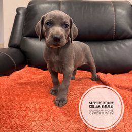 Sapphire - Read Description - Blue female Weimaraner puppy in Riverside, Utah from Blue Phantom Kennels