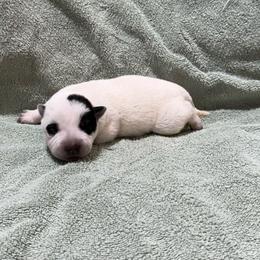 Boy 2 - Blue speckled male Australian Cattle Dog puppy in Concrete, Washington from Back Country Australian Cattle dogs