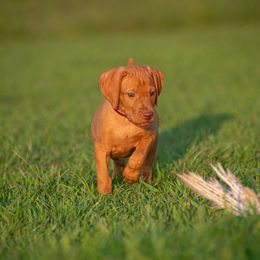 German Shorthaired Pointer and Vizsla Puppies from Nosam Kennels