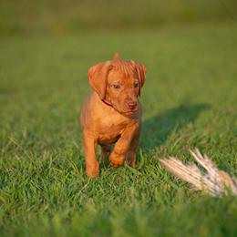 German Shorthaired Pointer and Vizsla Puppies from Nosam Kennels
