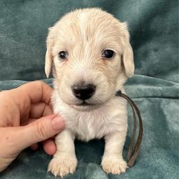 Milkshake - Cream male Dachshund puppy in Memphis, Tennessee from River City Doxies
