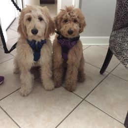 Goldendoodle, Labradoodle, and Saint Berdoodle Puppies from Dent’s Doodles