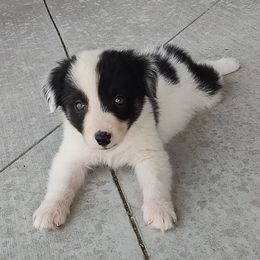 Border Collie Puppies from Bond Border Collies