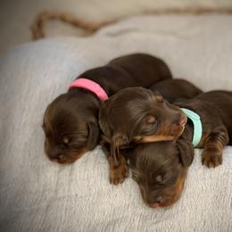 Rae - Chocolate and tan female Dachshund puppy in North Port, Florida from Jessica Louise Dachshunds