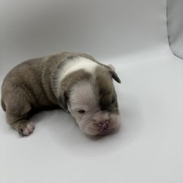 Girl 4 - Gray brindle Olde English Bulldogge puppy in Long Lane, Missouri from Dousinbury Creek K-9s