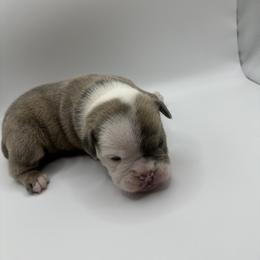 Girl 4 - Gray brindle Olde English Bulldogge puppy in Long Lane, Missouri from Dousinbury Creek K-9s
