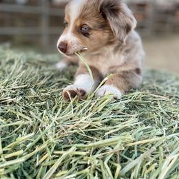 Miniature Australian Shepherd Puppies from DLT MiniAussie