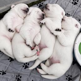 8th pick male - Yellow male Labrador Retriever puppy in Nampa, Idaho from Gem State English Labrador Retrievers