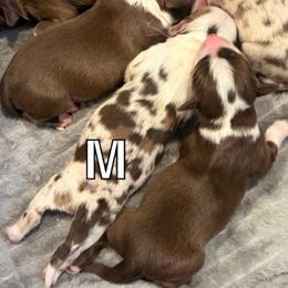 Merle 1 - Red merle male Miniature Australian Shepherd puppy in Chino Valley, Arizona from Perkins Mini/Toy Aussies