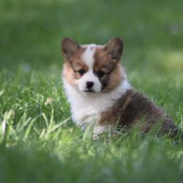Pembroke Welsh Corgi Puppies from Willow Creek Corgis