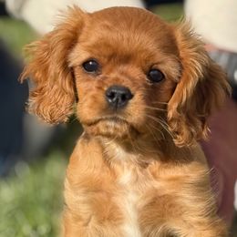Maverick - Ruby male Cavalier King Charles Spaniel puppy in Draper, Utah from Cavachon Love Chocolate Cavaliers, Cavaliers, Cavachon’s, Cavapoos