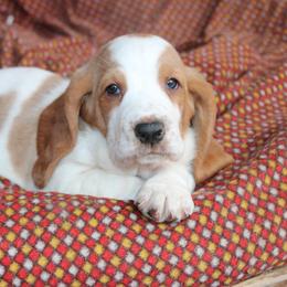 Emma - Lemon and white female Basset Hound puppy in Missouri from Clevenger Farms