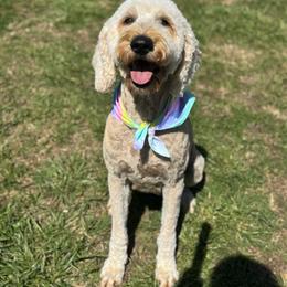 Beau - Cream female Goldendoodle puppy in Ranger, Georgia from Muscadine Meadows Poodles and Doodles
