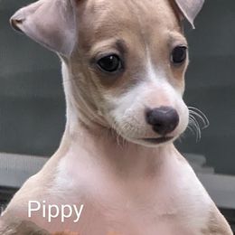 Italian Greyhound Puppies from Alura Italian Greyhounds