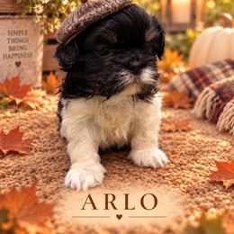 Arlo - Black and white male Shih Tzu puppy in Montgomery, Texas from Furbourne Farm