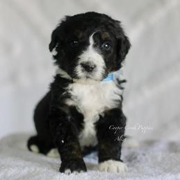 Aliza - Tri-color female Bernedoodle puppy in Lowry City, Missouri from Cooper Creek Puppies