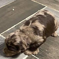 Aussiedoodles and Miniature Australian Shepherds from 5 B Ranch
