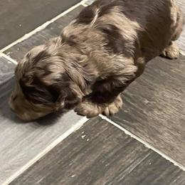 Aussiedoodles and Miniature Australian Shepherds from 5 B Ranch