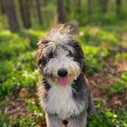 Bernedoodle puppies from Whispering Aspen Homestead