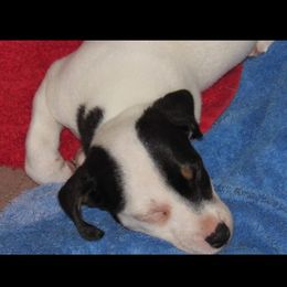 Russell Terrier Puppies from Jumpin' Jack's Terriers