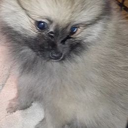 Pomeranians from Bennett River Pups