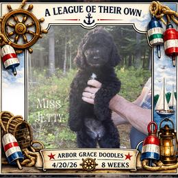 Jetty - Black female Goldendoodle puppy in North Conway, New Hampshire from Arbor Grace Doodles