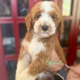 Sprout - Red  male Goldendoodle puppy in Orangevale, California from Ugly Dad Doodles