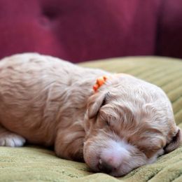 Reine - Yellow and white female Bernedoodle puppy in Folsom, Louisiana from DoodlesFarmCo