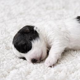 Huxley - Black and white male Aussiedoodle puppy in Louisville, Mississippi from Kristy’s Kennels