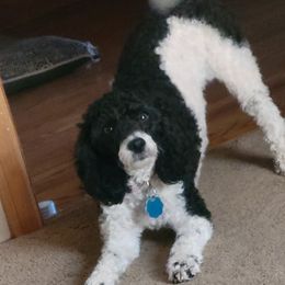 Patches - Poodle