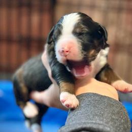 Girl 2 - Sable female Bernedoodle puppy in Kansas City, Missouri from Beary GoldenDoodles