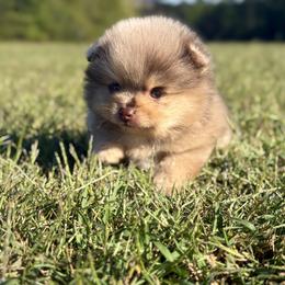Alvin - Chocolate merle male Pomeranian puppy in Scottsburg, Virginia from Summer Set Poms