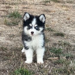 Brooklyn - Black female Pomsky puppy in Mc Minnville, Oregon from West Coast Pomskies