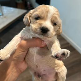 Cocker Spaniel and Yorkshire Terrier Puppies from Davidsons Littles